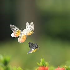 Bươm bướm bay
